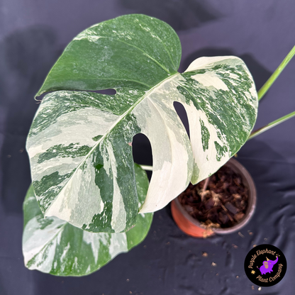 Rare Plant: Monstera Albo