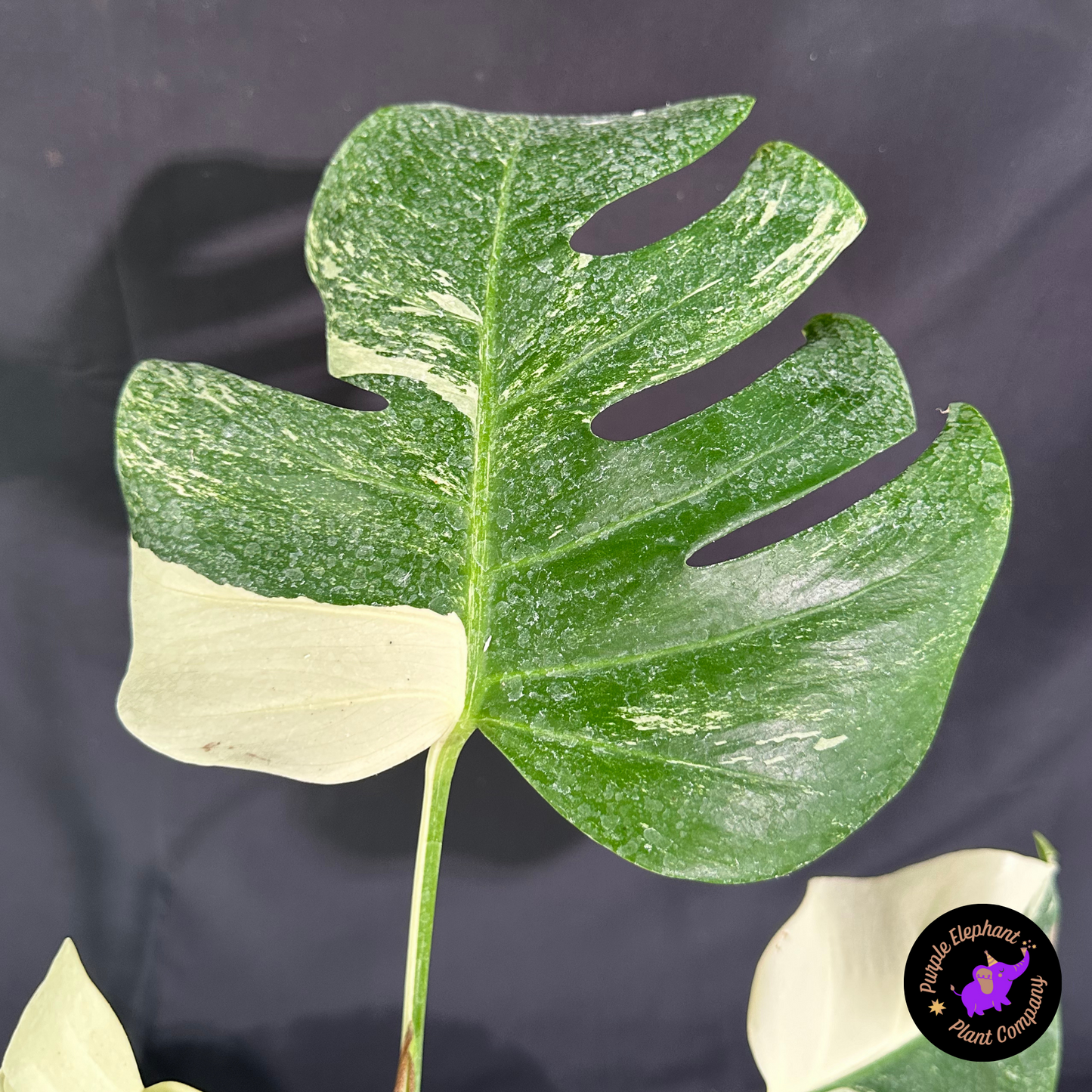 Rare Plant: Monstera no Albo