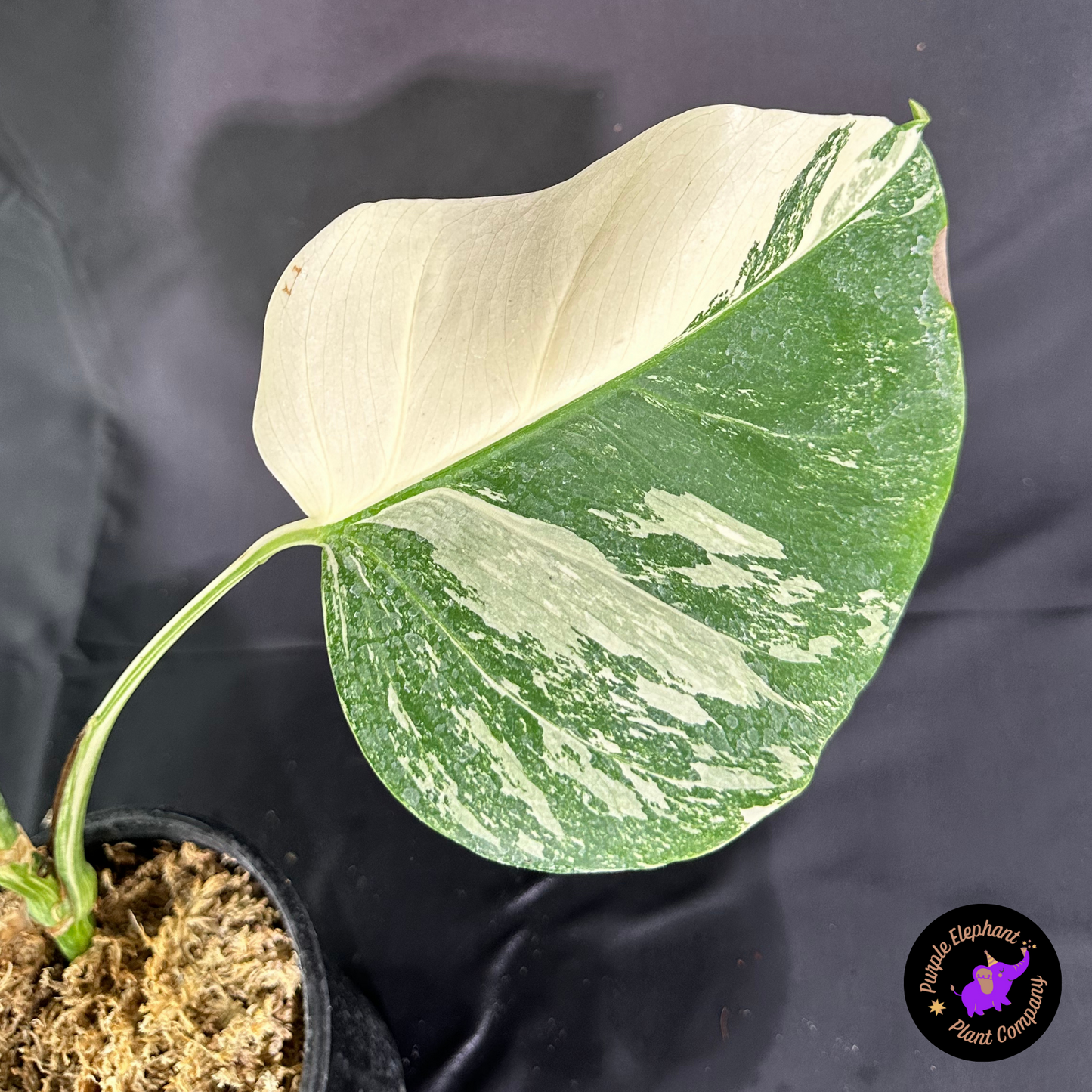 Rare Plant: Monstera no Albo