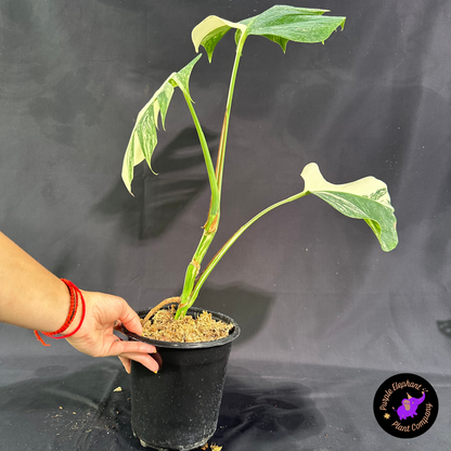 Rare Plant: Monstera no Albo