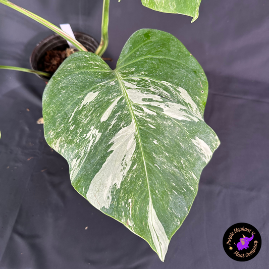 Rare Plant: Monstera Albo