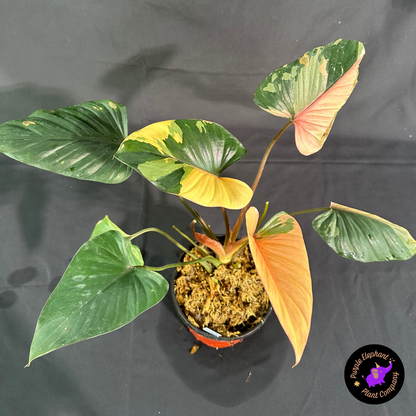 Rare Plant: Homalomena Pink Diamond