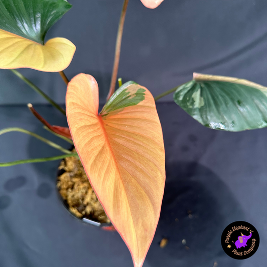 Rare Plant: Homalomena Pink Diamond