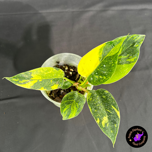 Rare Plant: Philodendron Green Congo Nuclear