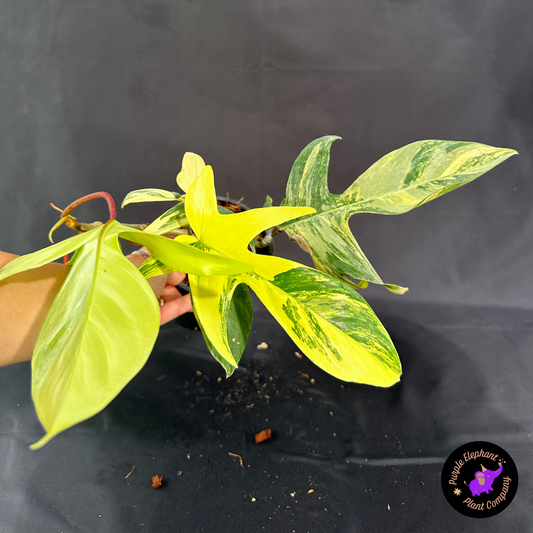 Rare Plant: Philodendron Florida Beauty