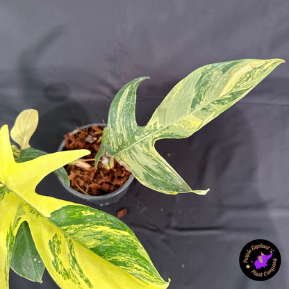 Rare Plant: Philodendron Florida Beauty