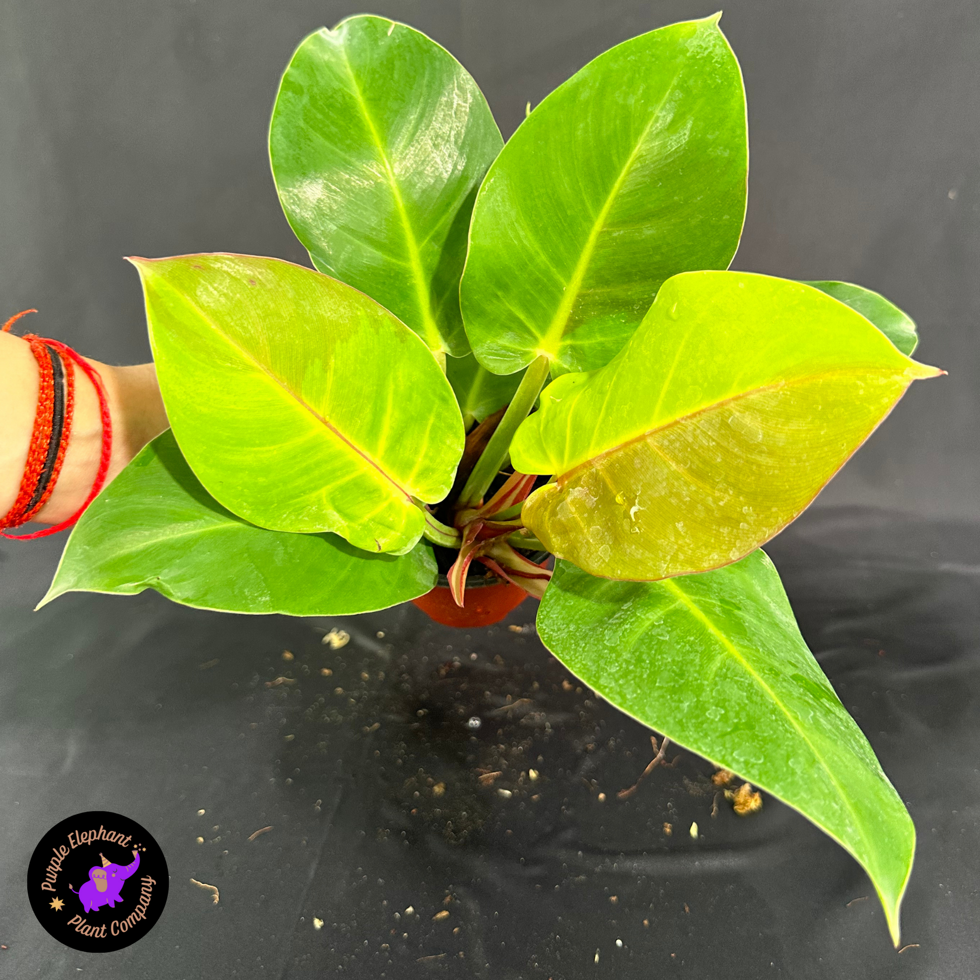 yellow flame philodendron Rare Plant: Philodendron Yellow flame – Purple Elephant Plant Co