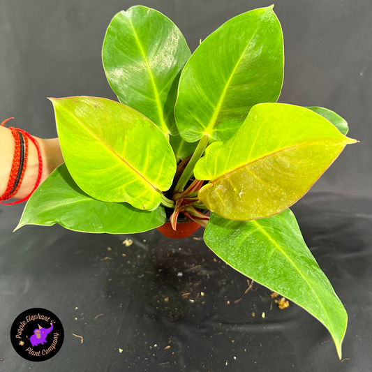 Rare Plant: Philodendron Yellow flame