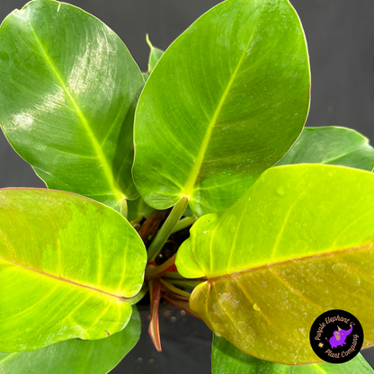 Rare Plant: Philodendron Yellow flame