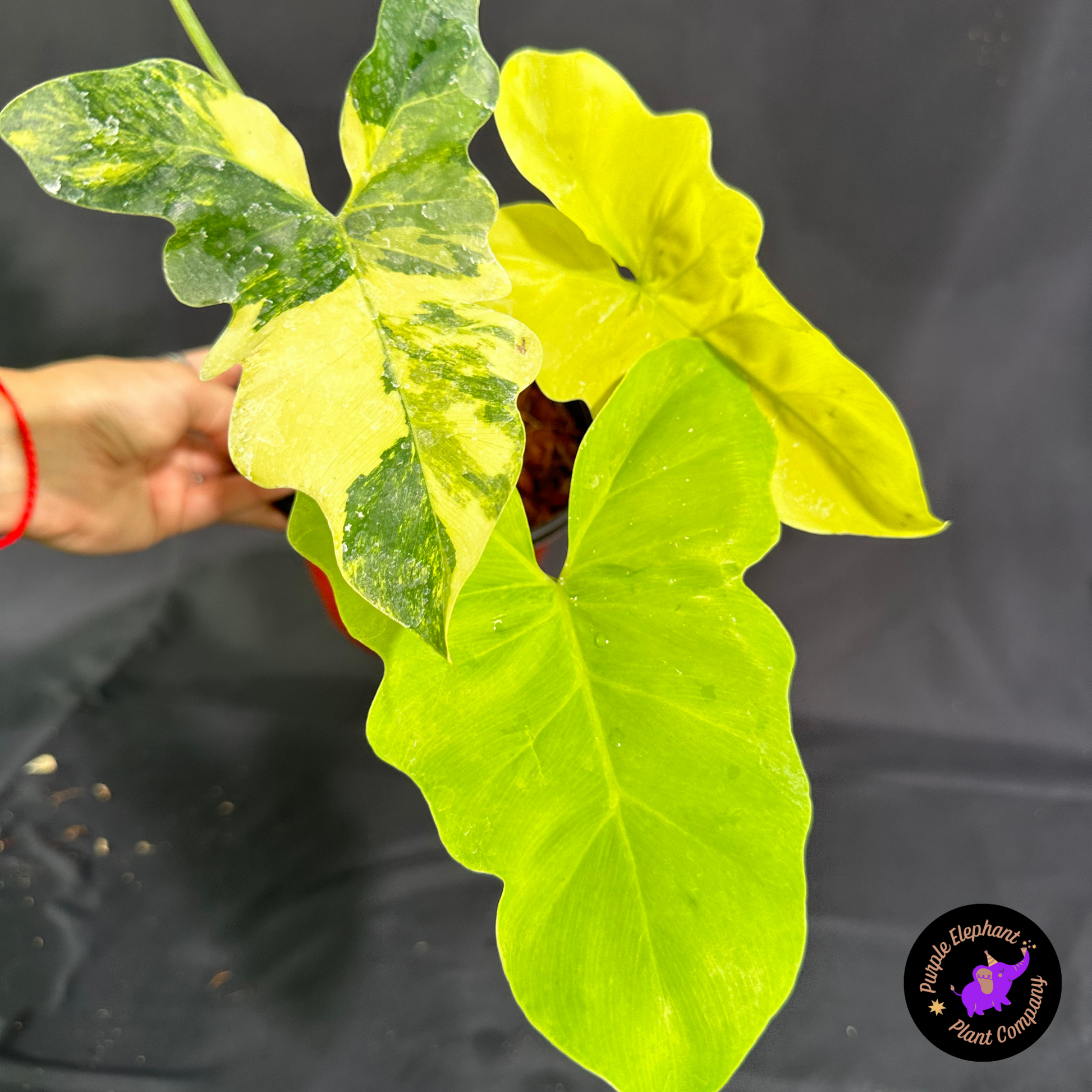 レア!レア!Philodendron williamsii var NO3 Rare Plant: Philodendron Williamsii Variegated – Purple