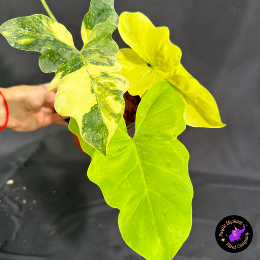 Rare Plant: Philodendron Williamsii Variegated