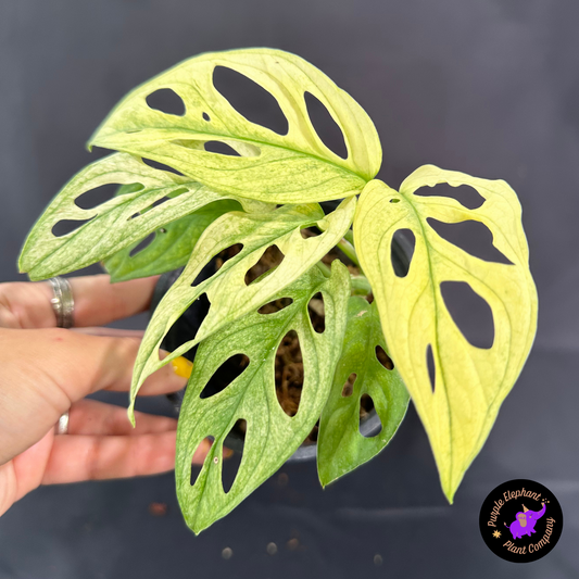 Rare Plant: Monstera Adansonii Mint