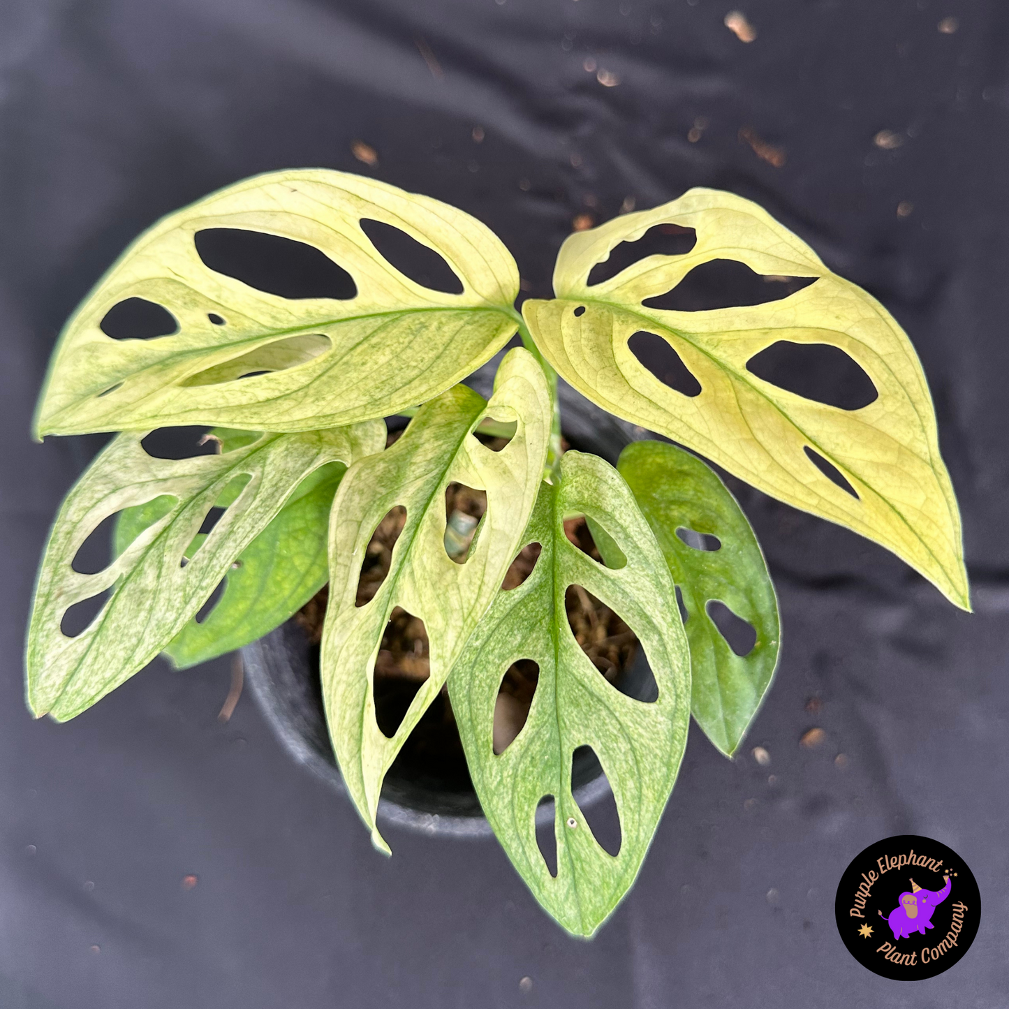 Rare Plant: Monstera Adansonii Mint