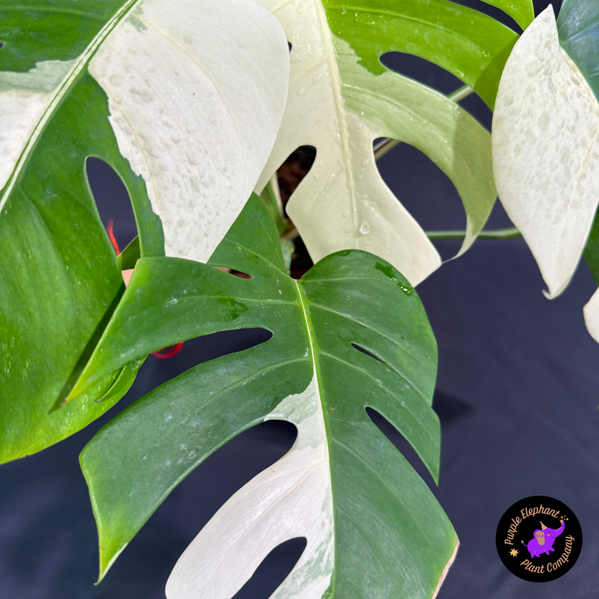 monstera purple Rare Plant: Monstera Albo – Purple Elephant Plant Co