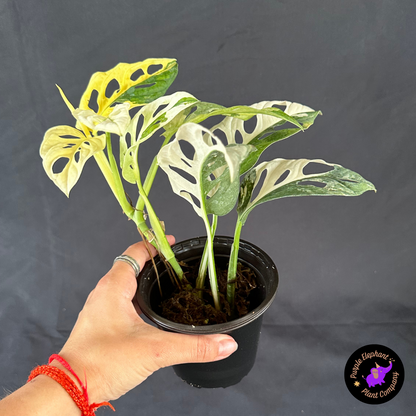 Monstera Adansonii Albo