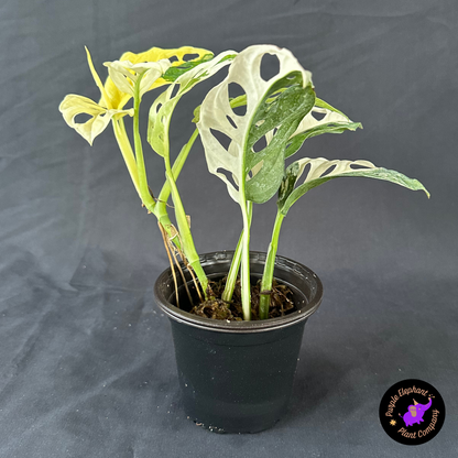 Monstera Adansonii Albo