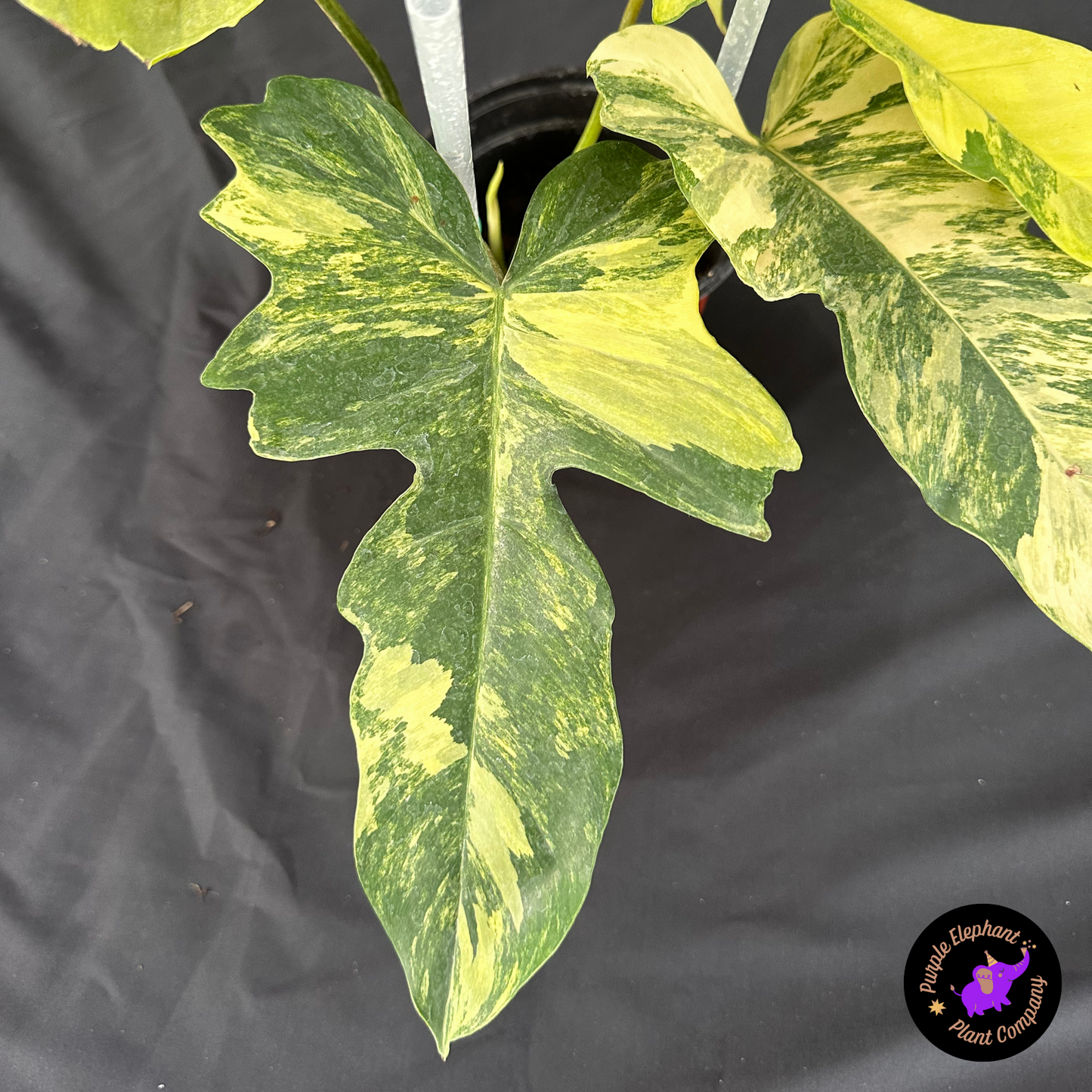 Philodendron Florida x Mayoi