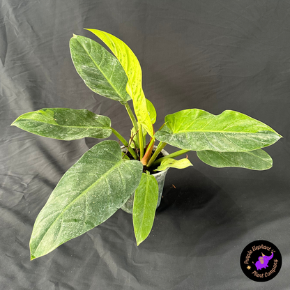 Philodendron Ruaysup marble