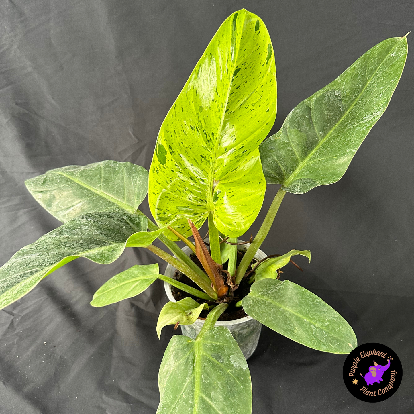 Philodendron Ruaysup marble