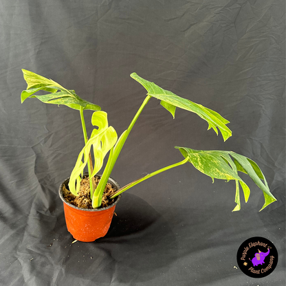 Monstera aurea