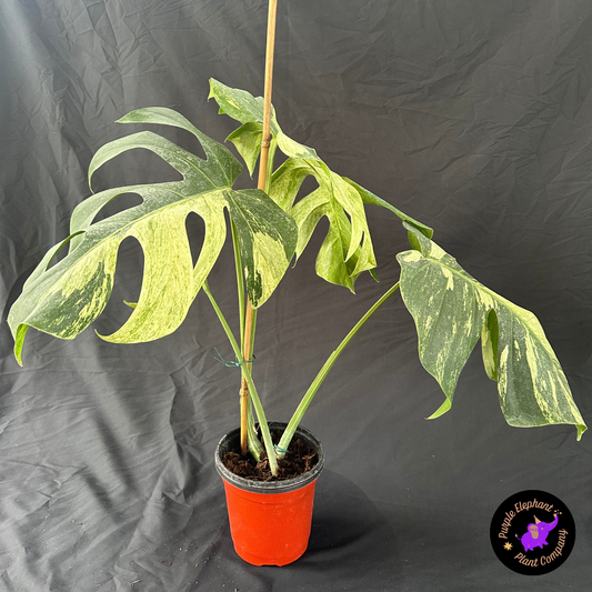 Monstera Mint 3 leafs size 15-18 cm