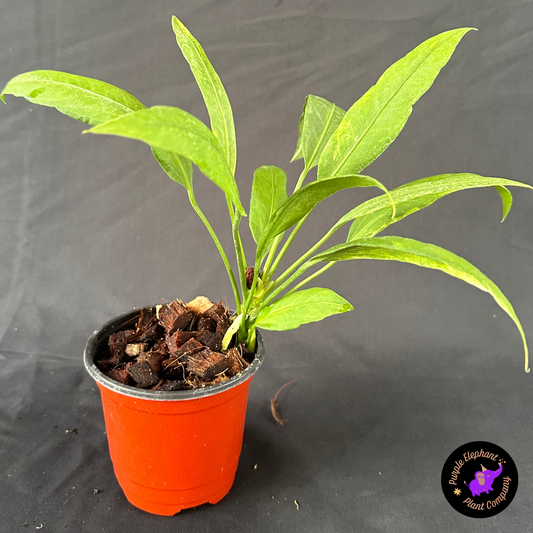 Anthurium Vittarifolium Variegated 2