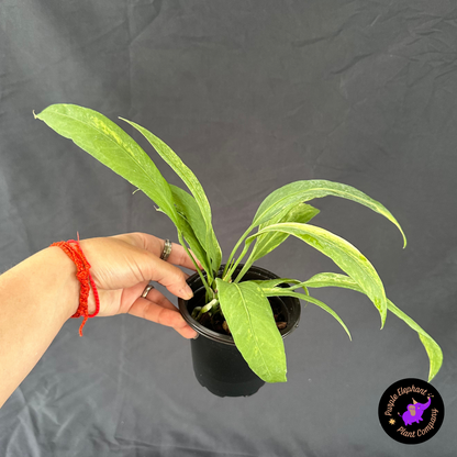 Anthurium Vittarifolium Variegated