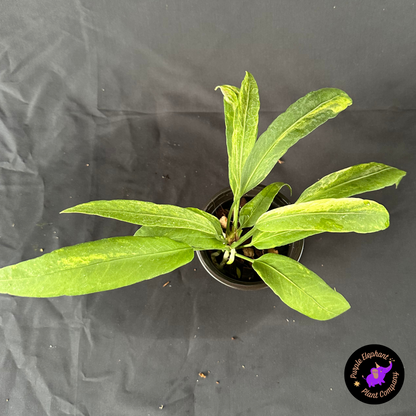 Anthurium Vittarifolium Variegated