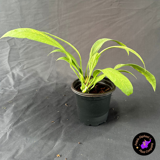 Anthurium Vittarifolium Variegated