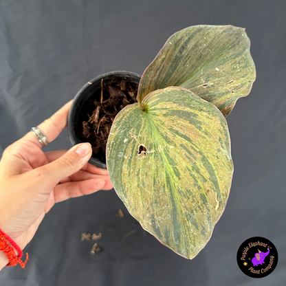 Kaempferia Variegated