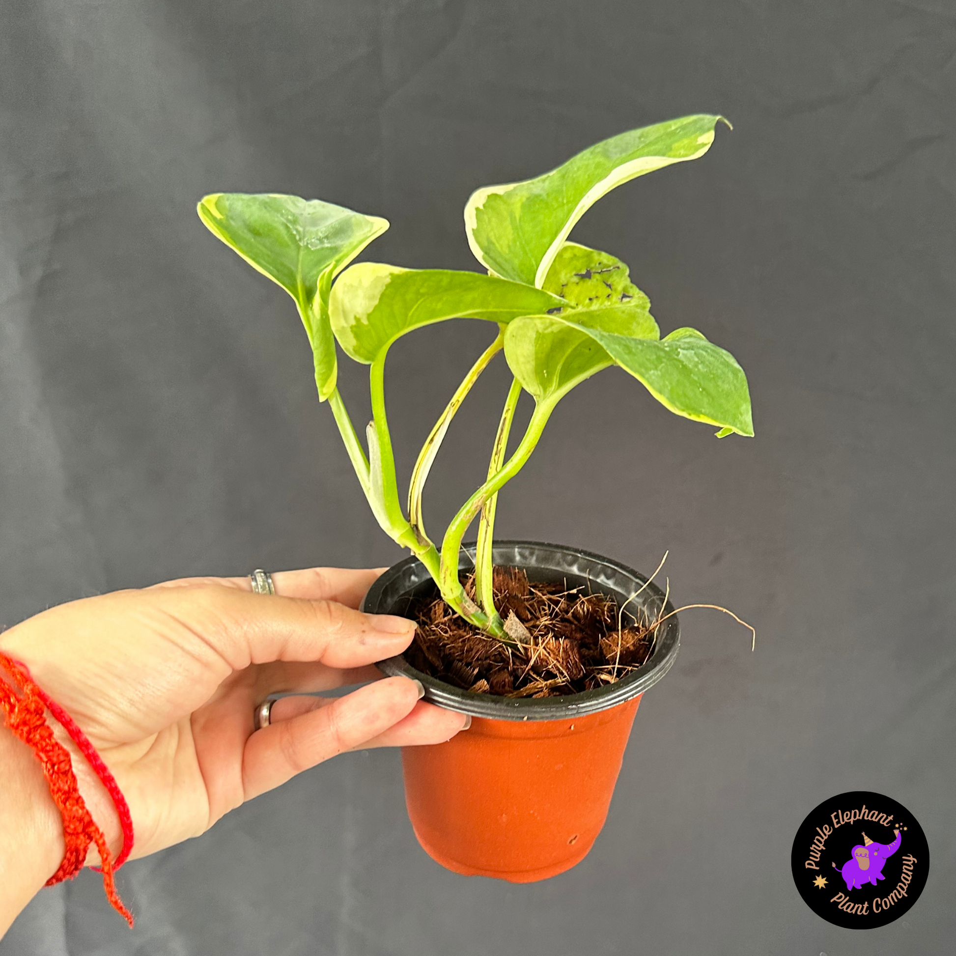 pothos mutation Epi manjula mutation poonsin – Purple Elephant Plant Co