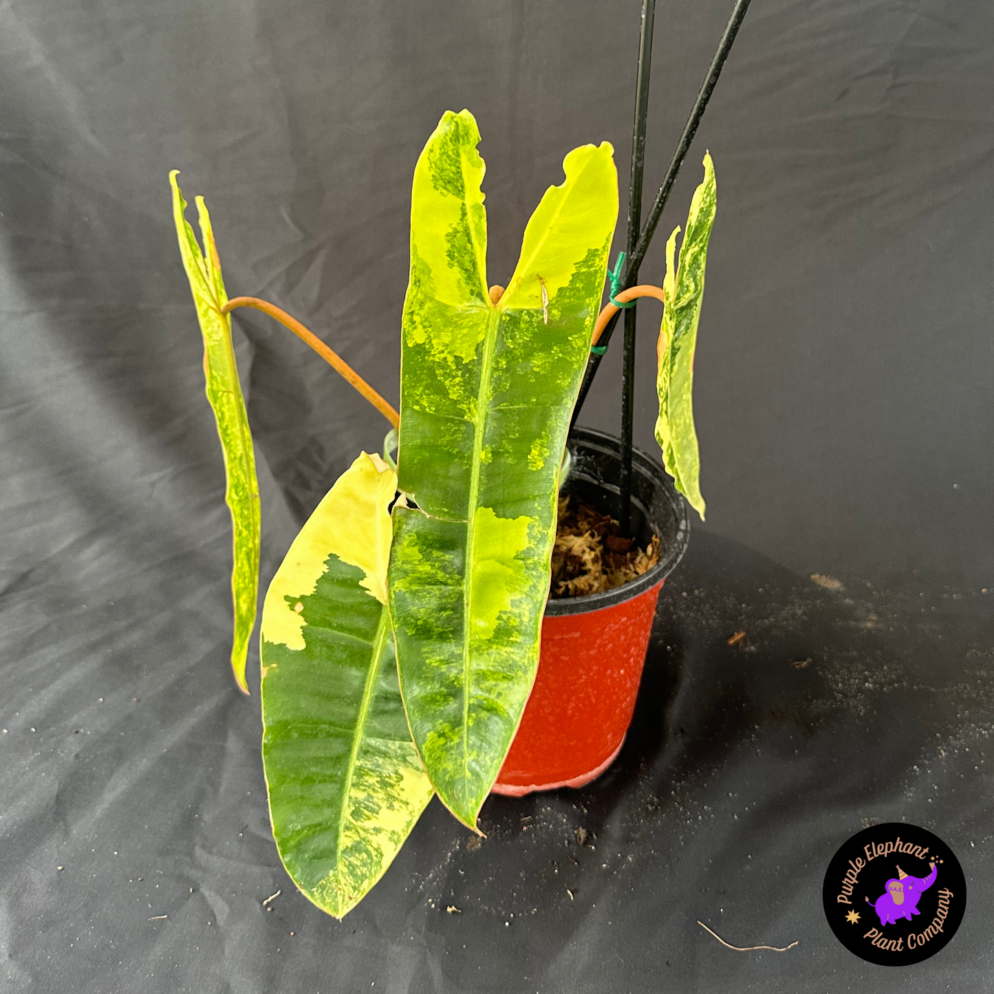 Philodendron Billietaie Variegated leafs size 15-30 cm