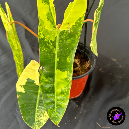 Philodendron Billietaie Variegated leafs size 15-30 cm