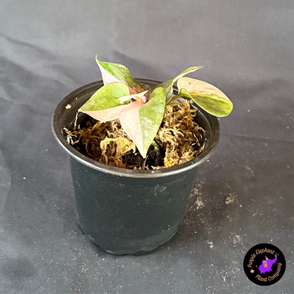 Anthurium Bird Nest
