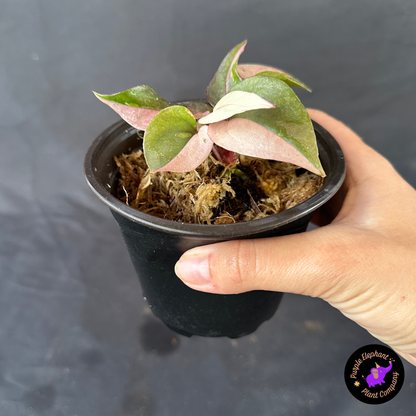 Anthurium Bird Nest