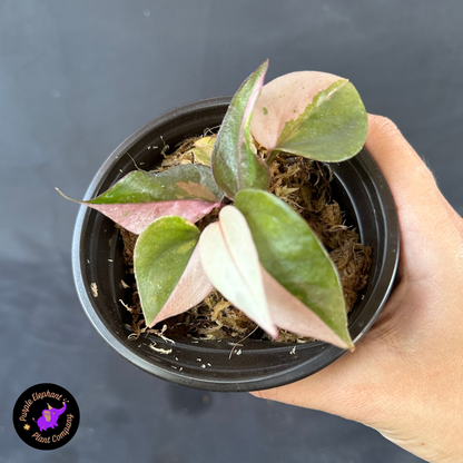 Anthurium Bird Nest