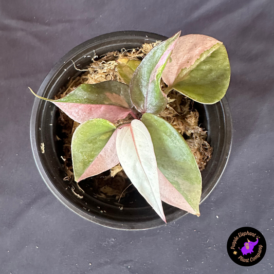 Anthurium Bird Nest