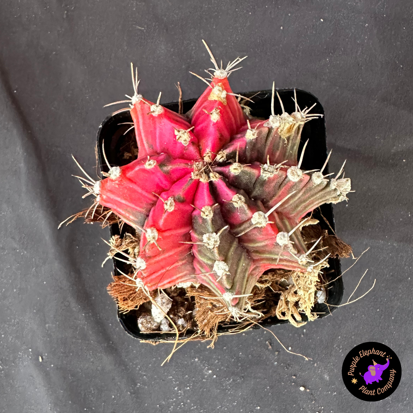 Gymnocalycium var 3”