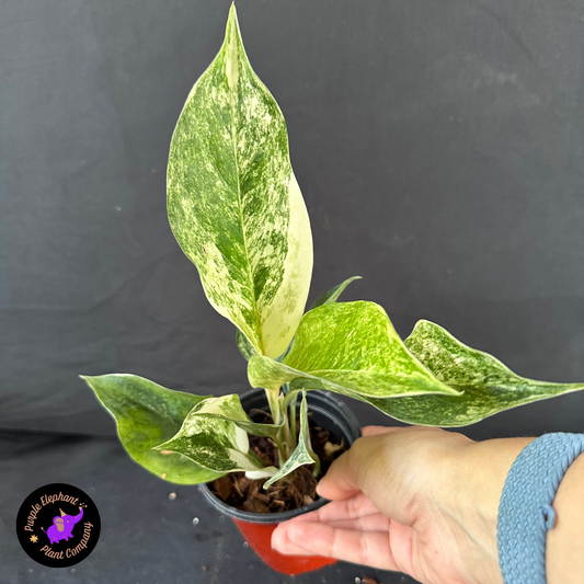 Aglaonema Crown White Variegated