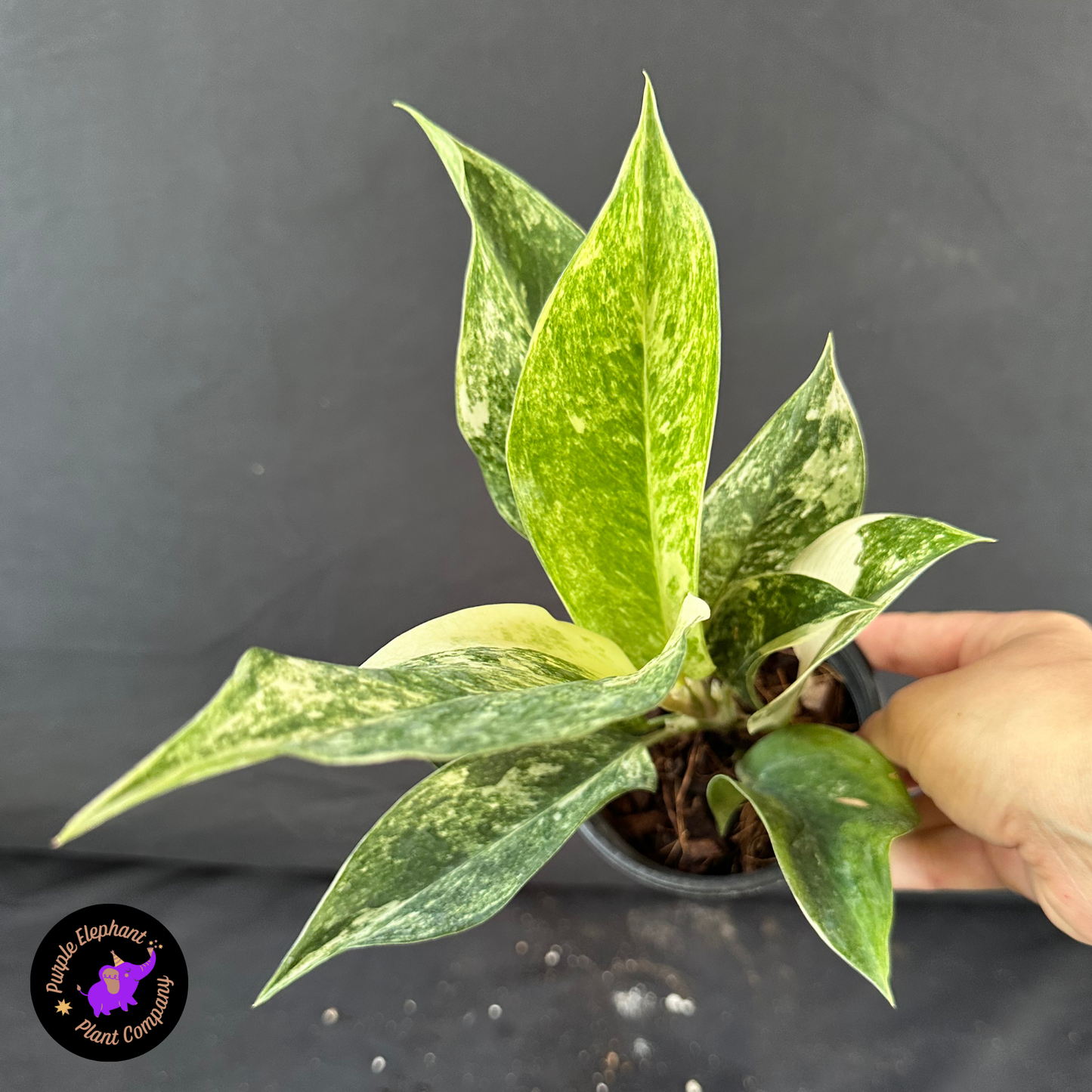 Aglaonema Crown White Variegated