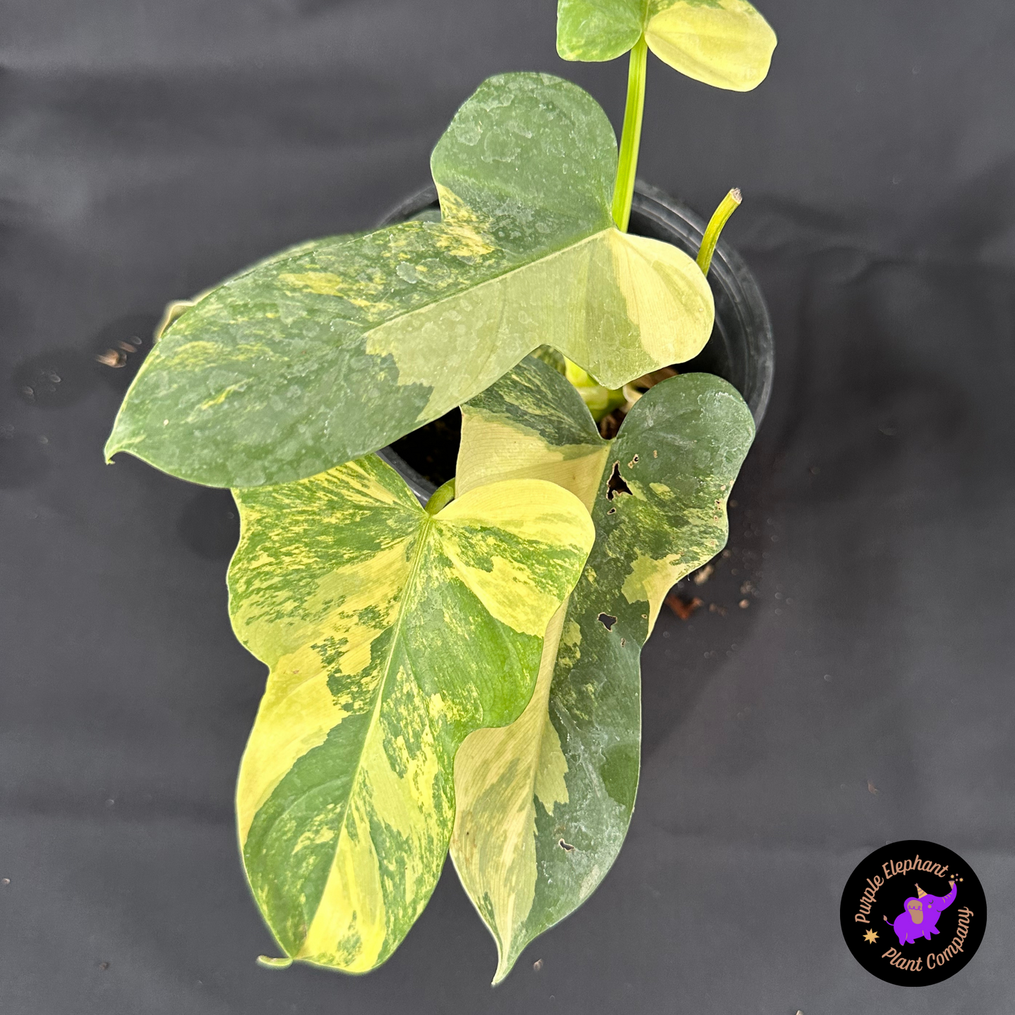 Rare Plant: Philodendron Bipenifolium Variegated