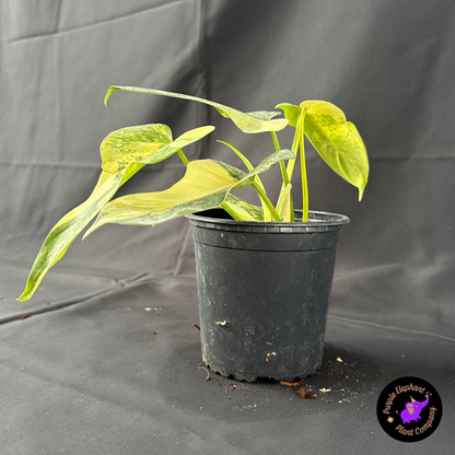 Rare Plant: Philodendron Bipenifolium Variegated