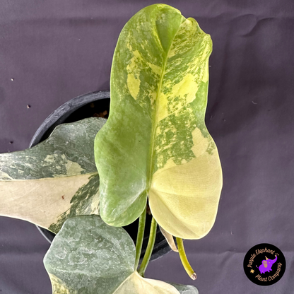 Rare Plant: Philodendron Bipenifolium Variegated