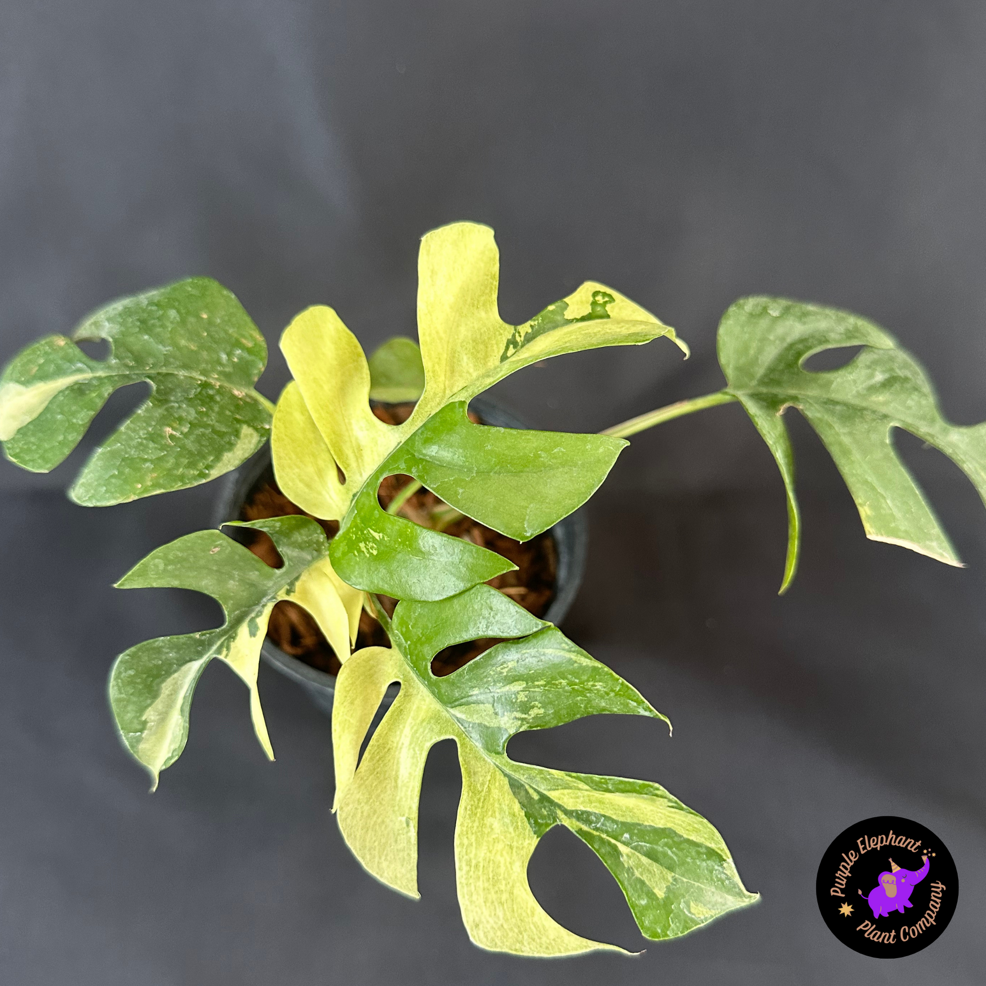 Rhaphidophora Tetrasperma Variegated – Purple Elephant Plant Co. Rhaphidophora Tetrasperma Variegated – Purple Elephant Plant Co.