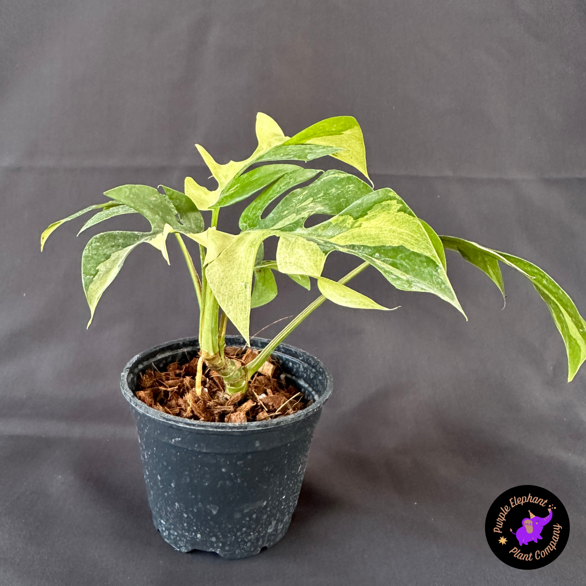 Rhaphidophora Tetrasperma Variegated – Purple Elephant Plant Co. Rhaphidophora Tetrasperma Variegated – Purple Elephant Plant Co.