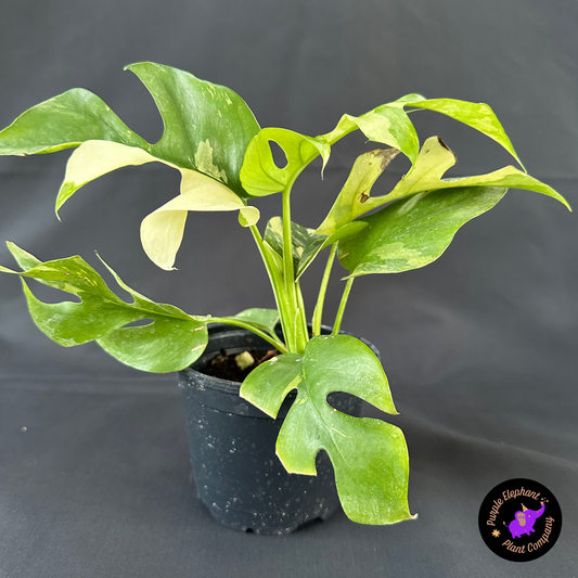 Rare Plant: Rhaphidophora Tetrasperma Variegated #2