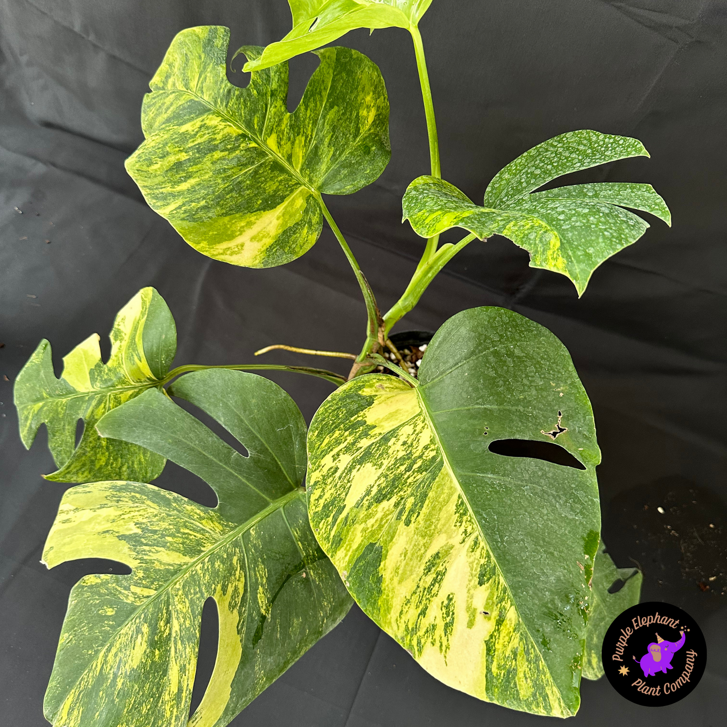 Rare Plant: Monstera Aurea