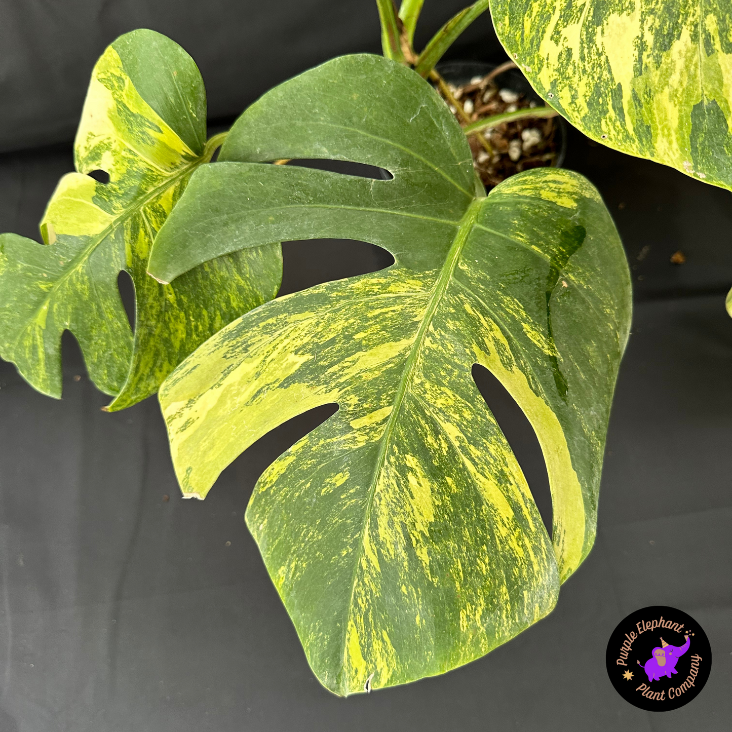 Rare Plant: Monstera Aurea