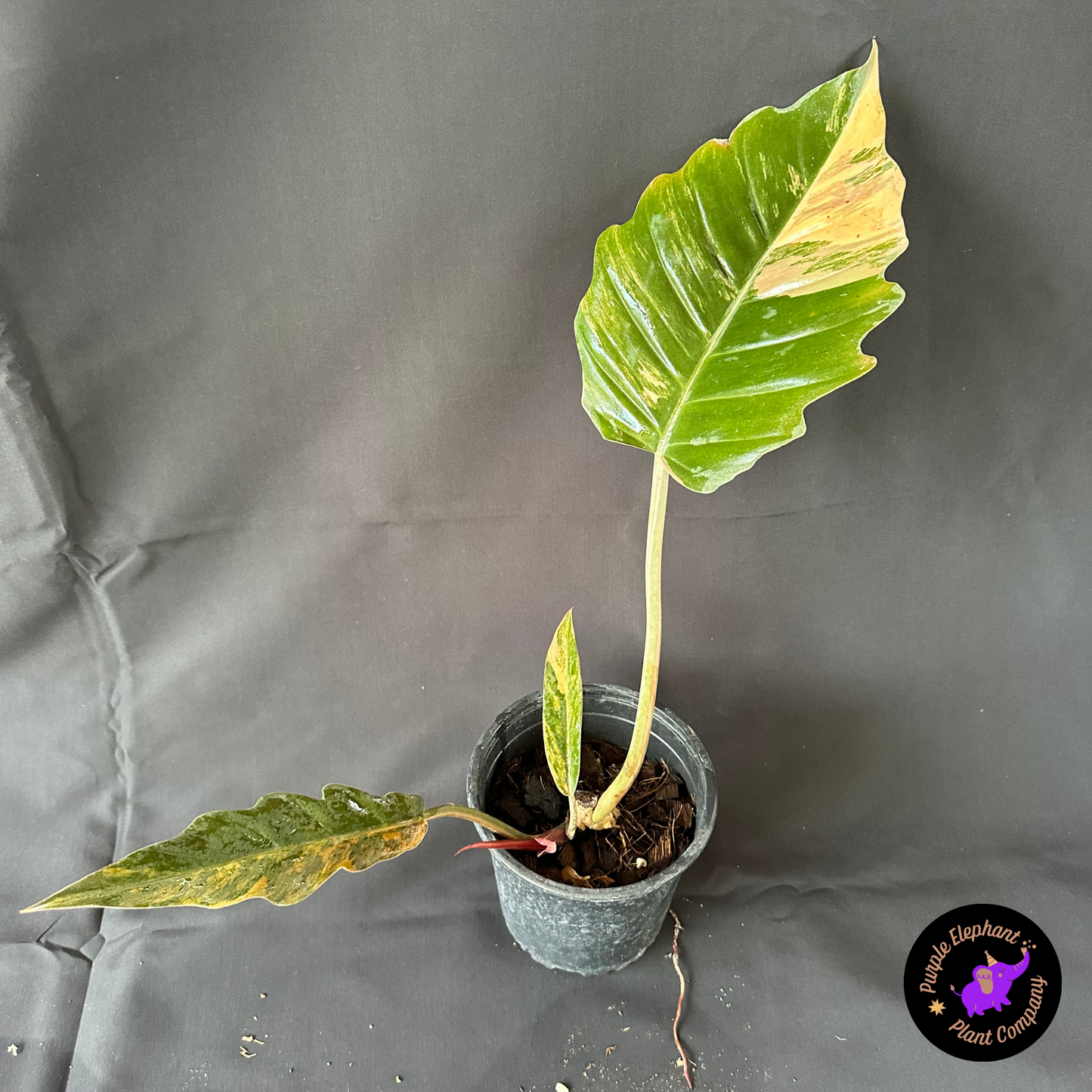 Rare Plant: Philodendron Caramel Marble