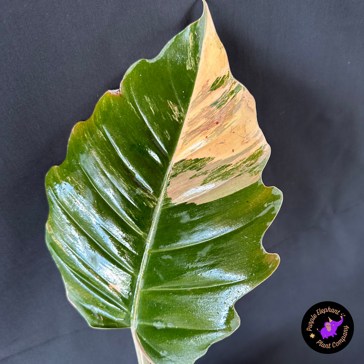 Rare Plant: Philodendron Caramel Marble